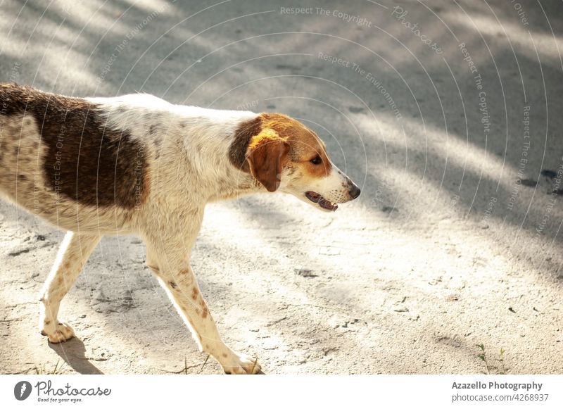Ein weißer obdachloser Hund mit Ginges-Flecken läuft auf der Straße Ingwer rot Irrläufer Schatten Eckzahn laufen Knochen Tier ungeschützt heimatlos niedlich