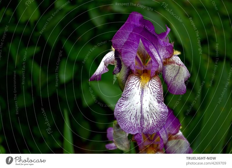 In der Nahaufnahme präsentiert sich  stolz eine leuchtende Irisblüte hingebungsvoll auf ihrem sehr sinnlichen Höhepunkt und lässt das Blattgrün im Dunkel des Hintergrunds verschwinden