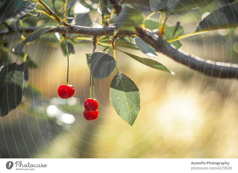 Reife Kirschen unter der hellen Morgensonne Vitamin Kirschzweig lecker Baum Blatt Blätter Ast Minimalismus Veganer Gesundheit Ernährung Diät Sauerkirsche