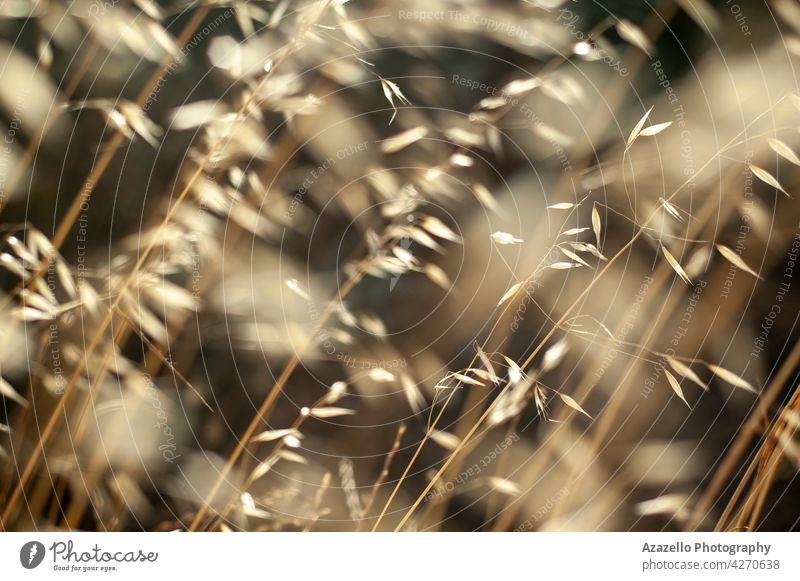 Schöne beruhigende trockenes Gras Hintergrund mit nahtlosen natürlichen Muster Atmosphäre Herbst schön hell braun Windstille Ruhe Nahaufnahme Landschaft Design