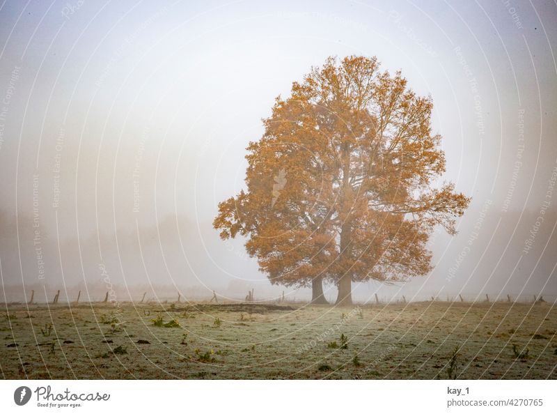 Zwei Bäume auf einem Feld an einem nebeligen Novembermorgen Baum Nebel Nebelstimmung Nebelschleier Spätherbst Herbst Herbstlaub Herbstwetter Herbststimmung