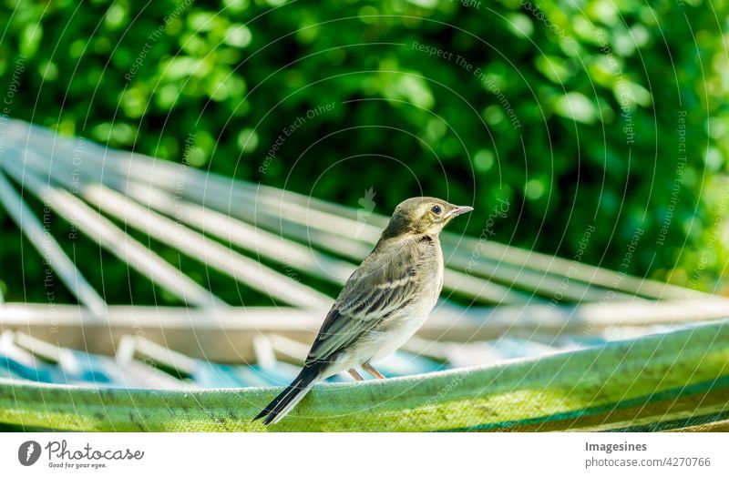 Entspannung auf der Hängematte. Baby Bachstelze (Motacilla alba) Jungvogel im Garten, im Sonnenlicht Alba Tier Tierwelt Tiere in freier Wildbahn Hintergrund
