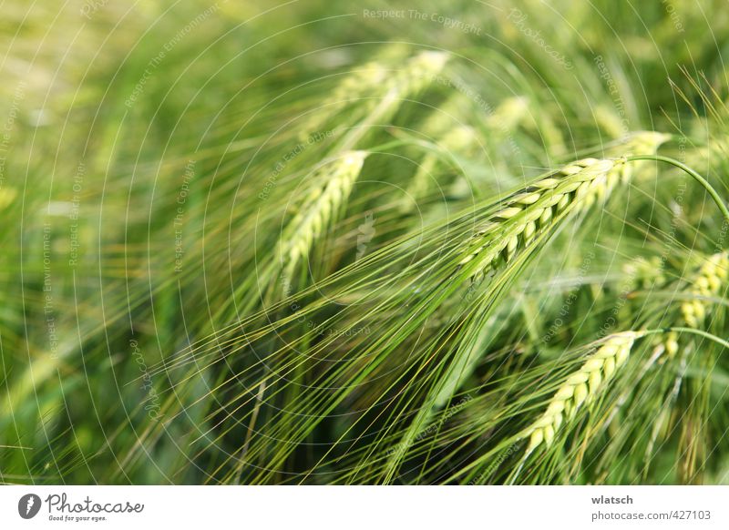 Körner Lebensmittel Getreide Ernährung Bioprodukte Landwirtschaft Forstwirtschaft Natur Landschaft Feld Umwelt korn gold Kornfeld Weizen bepflanzen essen Gerste