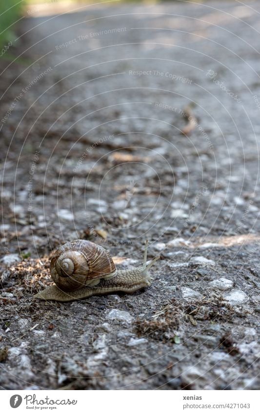 Langsam überquert eine Weinbergschnecke die asphaltierte Straße Schnecke Tier Schneckenhaus Asphalt grau langsam braun Geduld gefährlich Fühler rund klein