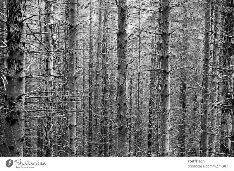 S/W Nadelwald ohne Nadeln Wald Nadelbaum Stamm Stämme leer Borkenkäfer Baum Natur Umwelt Außenaufnahme Pflanze Menschenleer Bäume Holz Forstwirtschaft Baumstamm
