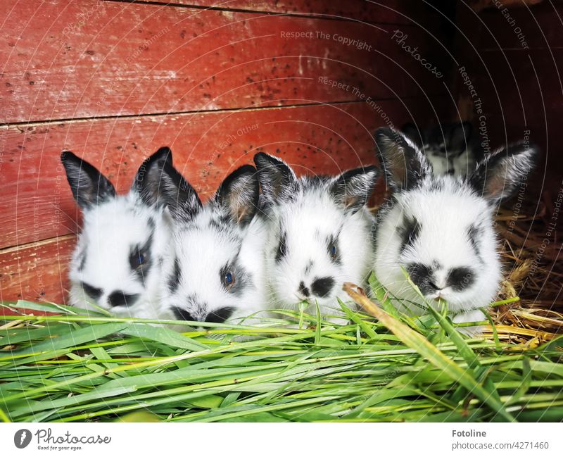 Was für ein Wettfressen denken sich die kleinen Kaninchen und lassen sich das frische grüne Gras schmecken. Hase & Kaninchen Tier Ohr Fell Haustier niedlich