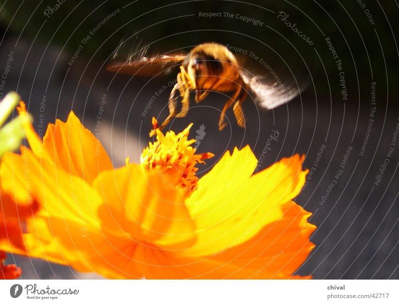 Schwebfliege Biene Blume Blüte Honig gelb Schmuckkörbchen Fliege
