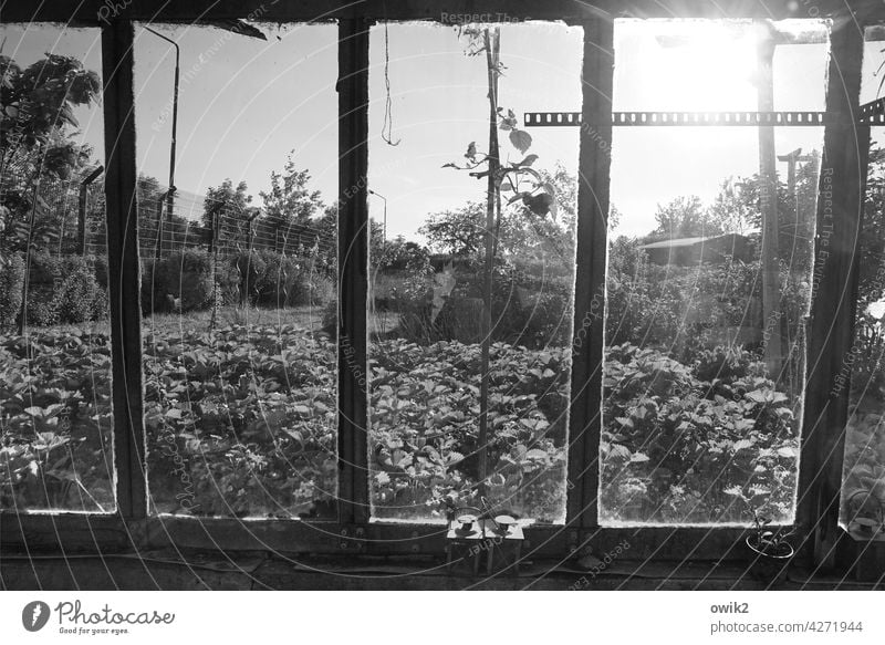Fensterfront Gewächshaus durchsichtig Glaswand Detailaufnahme Garten Metall Sträucher Pflanze Frühling alt Zahn der Zeit Schwarzweißfoto Umwelt Gartenbau