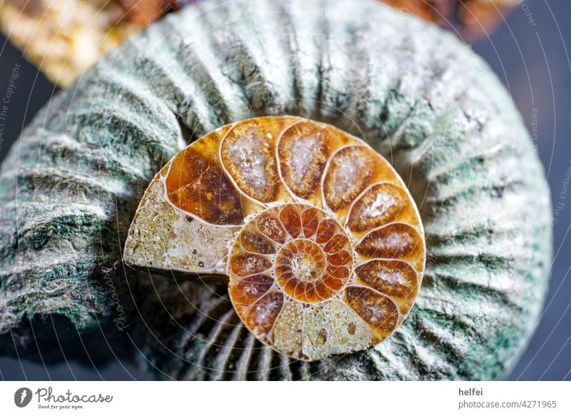 versteinerte Skelett eines Tintenfisches , Ammonit ein großes und ein kleines das Kleine ist Glatt geschliffen Fossil Fossilien Ammoniten grau Stein alt