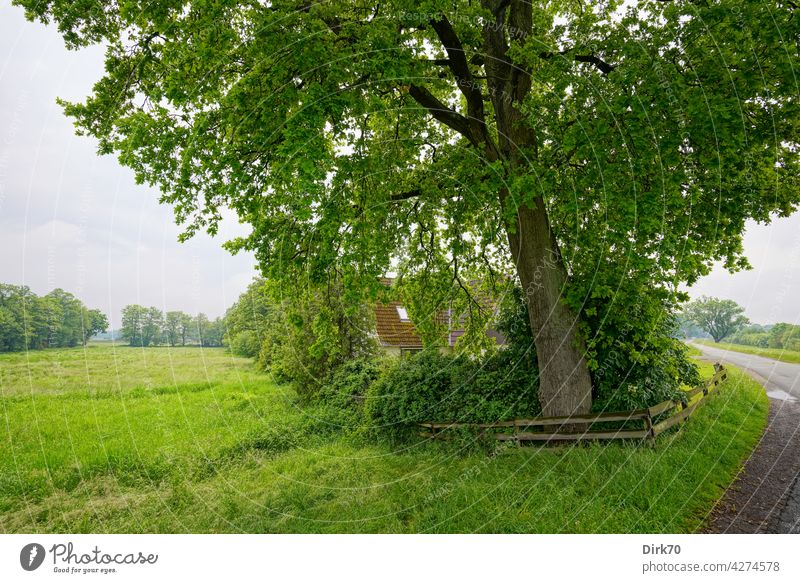 Im Grünen wohnen - ein Haus umgeben von Wiesen unter einem wirklich großen Baum Baumstamm im Grünen im Grünen wohnen grün Natur Außenaufnahme Sommer Garten