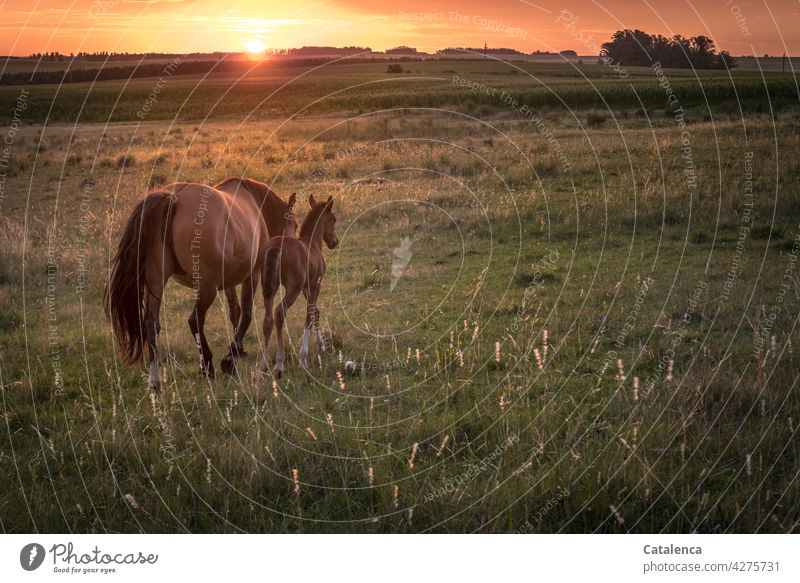 Die Stute und ihr Fohlen ziehen weiter, am Horizont geht die Sonne unter. Landschaft Tier Umwelt Tageslicht Braun Tierhaltung Wiese Gräser Himmel Landwirtschaft