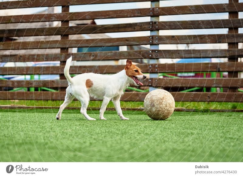 DOg spielen Fußball auf dem Feld Hund Ball lustig Tier Tor Spielen Spieler Sport Haustier klein Spielzeug Amateur Hobby Gras Wagenheber Russell Ventilator