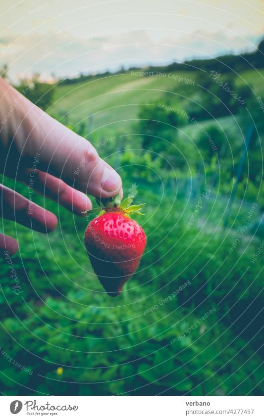 Hand des kaukasischen Landwirts zeigt eine frische Bio-Erdbeerfrucht gerade gegen die grünen Erdbeerfelder gepflückt Erdbeeren Feld Beeren Sommer organisch
