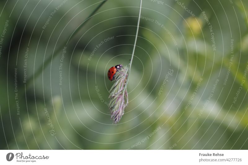 Ein Marienkäfer schaukelt auf einem Grashalm rot schwarze Punkte niedlich Tier Käfer grün Insekt krabbeln schaukeln Seele baumeln Nahaufnahme Natur Glück Sommer
