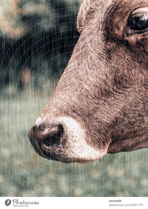 kuh im regen Kuh Regen Sommer nass Nahaufnahme Anschnitt Detailaufnahme Tier Auge Schnauze Tierporträt Tiergesicht Nase Landwirtschaft Nutztier Milch