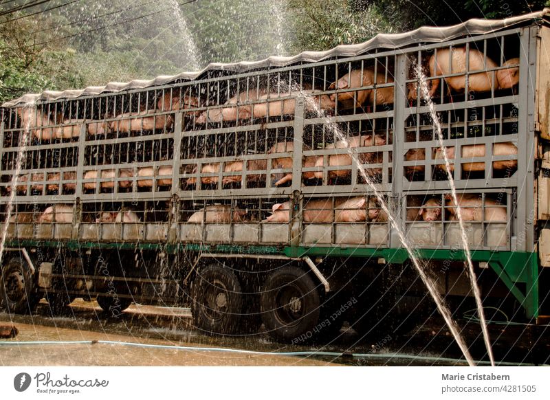 Schweine, die während des Transports zum Schlachthof mit Wasser zur Abkühlung besprüht werden Tiertransport Viehtransport Fleischindustrie Schweinehaltung
