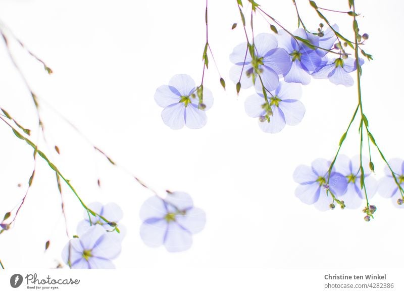 auf den Kopf gestellt | himmelblauer Lein, Stauden-Lein, Linum perenne gegen hellen Himmel hellblau zart durchscheinend Sommerpflanze Naturgarten Pollenpflanze