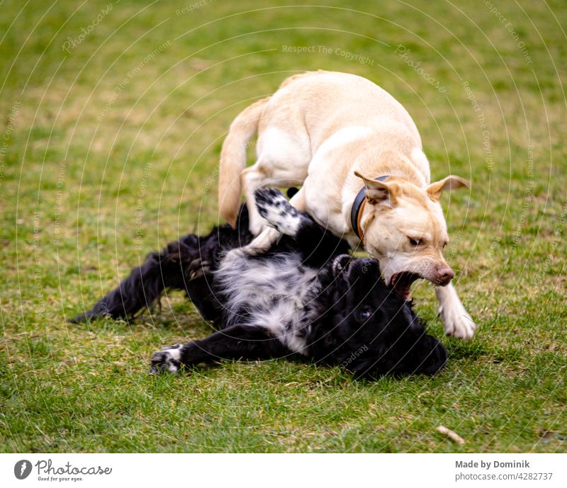 Zwei Hunde spielen auf einer grünen Wiese ( ein Labrador und ein schwarzer Hund) Haustier Farbfoto Gassi gehen Tierporträt Außenaufnahme Spaziergang Natur