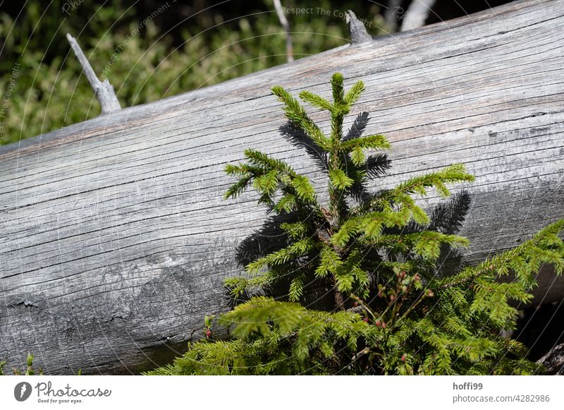 ein Tannensprössling schmiegt sich an einem alten Baumstamm ohne Rinde Sprössling grün Totholz aufforstung baum pflanzen Nachwachsen Abholzung Holz Wald Natur