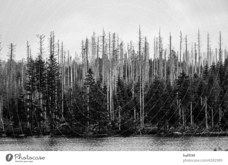 Baumsterben mit Hoffnung auf Neues Borkenkäfer borkenkäferbefall Nadelwald Monokultur Wald Natur Umwelt Waldsterben Klimawandel Baumstamm Forstwirtschaft Holz