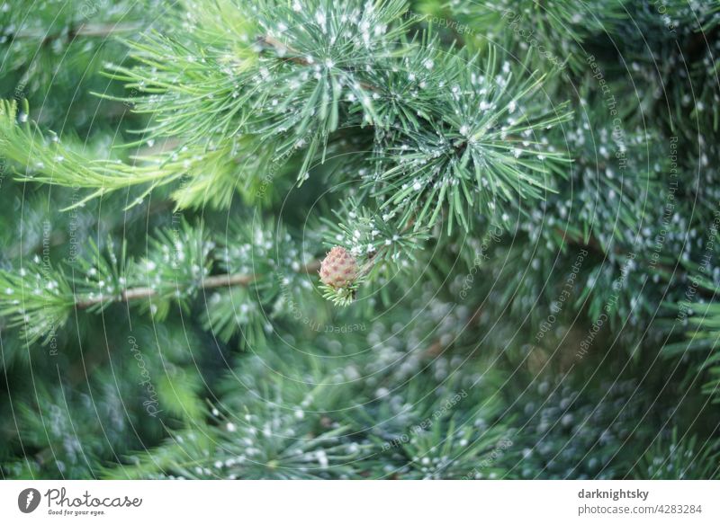 Kiefer mit Harz und einem Kiefernzapfen während der Wachstumsphase im Sommer pine pinus conifere Außenaufnahme Farbfoto Menschenleer Baum Umwelt Tag grün Holz