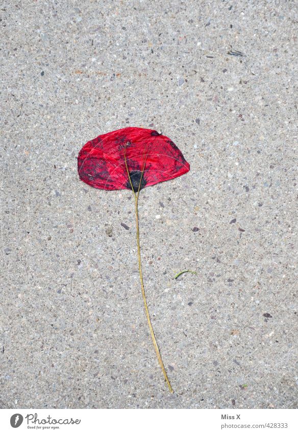 da biste platt Blume Blüte verblüht dehydrieren Traurigkeit Tod Liebeskummer flau Mohn gepresst Mohnblüte Straße Farbfoto mehrfarbig Außenaufnahme Menschenleer