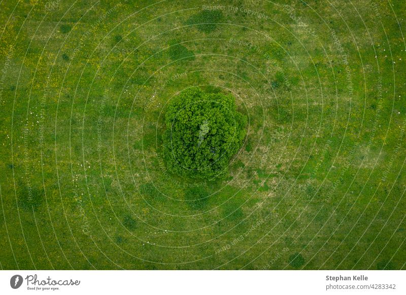 Ein einsamer grüner Baum, von oben aufgenommen - eine Baumkronenaufnahme als friedlicher Hintergrund, Konzept Natur. Ansicht Landschaft Antenne Pflanze