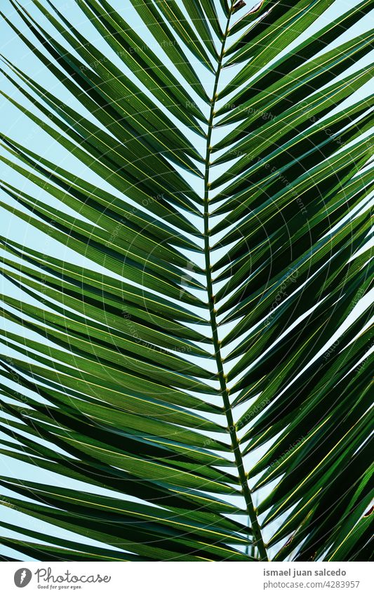 grünes Palmblatt im Frühling Palme Handfläche Baum Niederlassungen Pflanze Blätter Blatt Natur tropisch texturiert Hintergrund abstrakt Sommer exotisch Tag