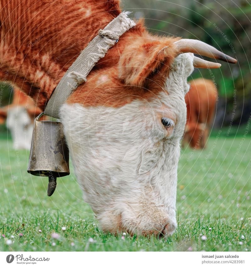 schöne braune Kuh mit Kuhglocke grasen auf der Wiese Braune Kuh Hörner Porträt Tier Weide Weidenutzung wild Kopf Tierwelt Natur niedlich Schönheit wildes Leben