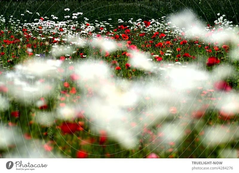 TRUELIGHT-NOW ganz berauscht und voller Lebenslust im grün weiß roten Blütenmeer von Mohn und Margeriten Blumen an einem Waldrand bei unscharf bewegtem Vordergrund