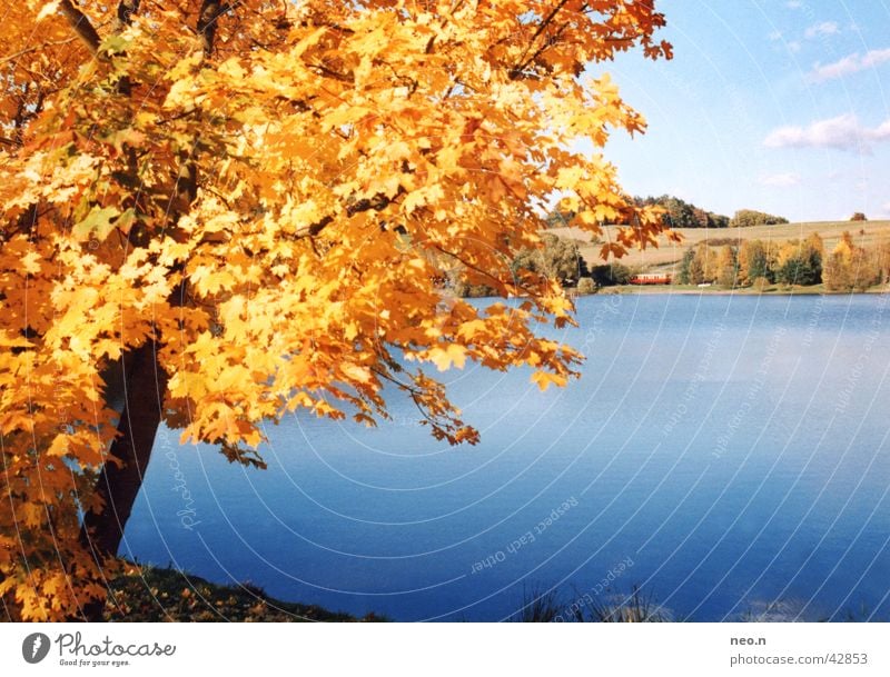 Ein Tag im Herbst Sonne Natur Landschaft Wasser Himmel Wolken Sonnenlicht Schönes Wetter Baum Blatt Wald Seeufer Teich natürlich blau braun gold orange türkis