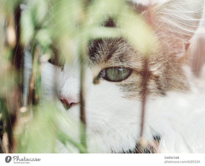Im Grünen: ein grünes Katzenauge hinter lichten Bambusblättern Katzenportrait getigert hell sonnig Fell Hauskatze Schnurrhaar langhaarig Luchsohren Haustier