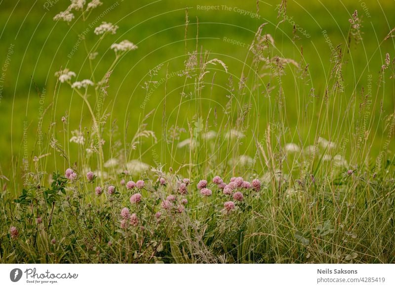 Feld Rotklee Blume (Trifolium pratense) im Frühjahr ländlichen Landschaft. Heilpflanze Rotklee Blume Garten Feld Klee rosa rot Pflanze Frühling Hintergrund