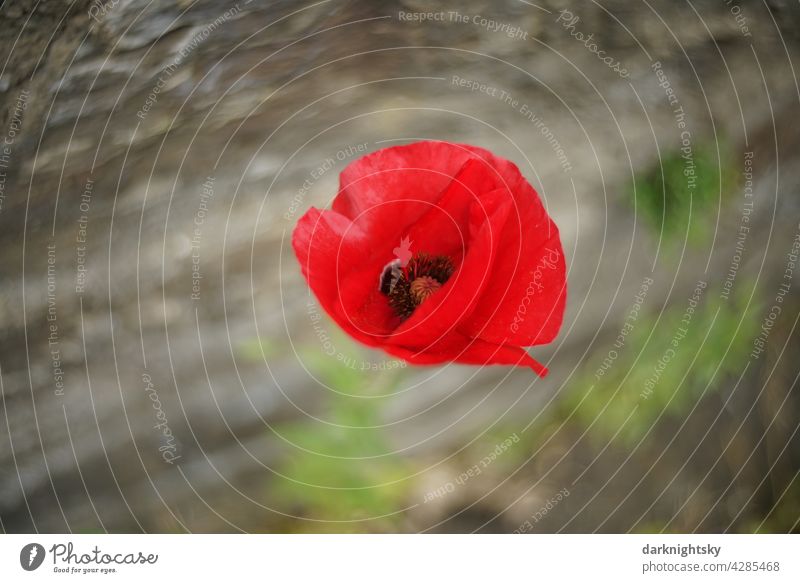 Papaver rhoeas, Roter Klatschmohn an einer Mauer stehend und vom Wind bewegt roter Mohn Blume Mohnblüte Sommer Außenaufnahme Mohnfeld Farbfoto Feld Idylle