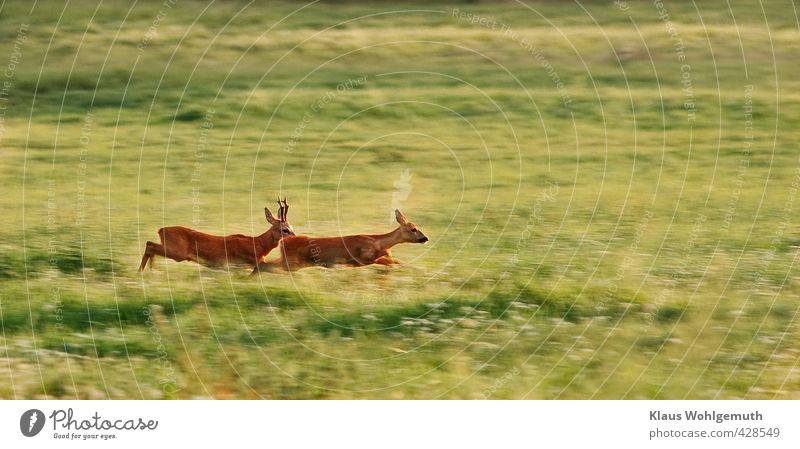 Vorspiel Paar Umwelt Natur Sommer Schönes Wetter Gras Wiese Feld Wald Tier Wildtier Fell Reh Rehbock Ricke 2 Tierpaar rennen Geschwindigkeit braun grün rot