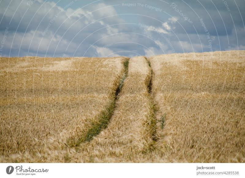 auf der Spur im Kornfeld Landschaft Wolken Himmel Weizenfeld Sommer Spurrinne authentisch lang Wärme Symmetrie Wege & Pfade Panorama (Aussicht) Landwirtschaft