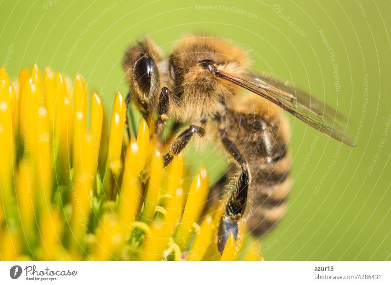 Schöne Honigbiene Nahaufnahme auf Blume sammeln Nektar und Pollen. Tier sitzt für die Bestäubung. Wichtiges Insekt für Umwelt Ökologie Ökosystem. Das Bewusstsein für die Natur Klimawandel Nachhaltigkeit