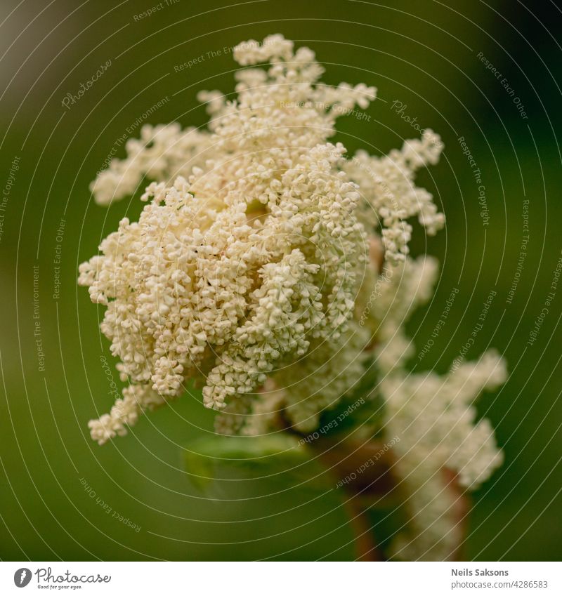 Rhabarber weiße Blüten Nahaufnahme auf dem dunkelgrünen Hintergrund Blume Blatt Pflanze Natur Frühling wachsen Vorbau Gemüse Botanik Flora Überstrahlung Makro