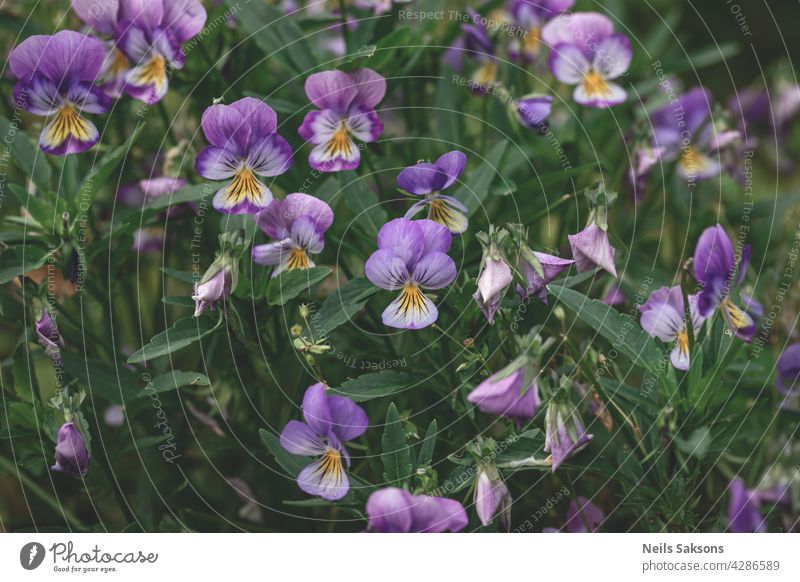 Stiefmütterchen Blumen (heartsease) oder Viola tricolor violett gelb Stiefmütterchen Hintergrundmuster. Feld von bunten Stiefmütterchen mit blauen gelben, lila Blumen. Wilder Frühling heartsease Blumen auf Blumenbeet