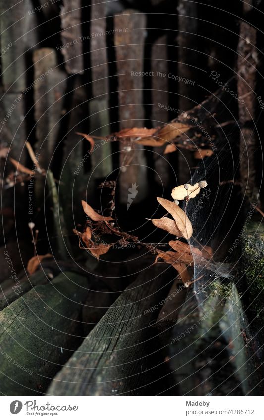 Spinnennetz mit welken braunen Blättern im Herbst vor einem alten Holzschuppen in Rudersau bei Rottenbuch im Kreis Weilheim-Schongau in Oberbayern Netz Blatt