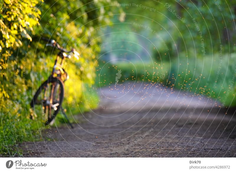 Sommerstimmung: Fahrrad am Wegesrand mit Fliegenschwarm sommerlich Fahrradfahren Radtour Radtourpause Unschärfe Außenaufnahme Farbfoto Tag Menschenleer grün