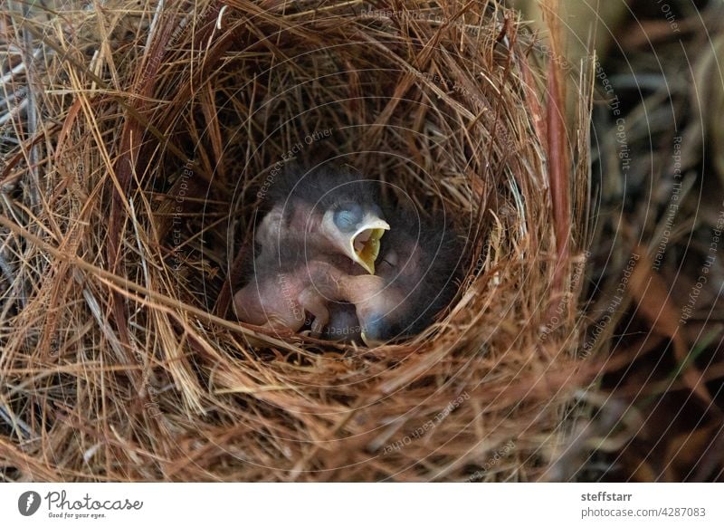 Schlüpfender heller Bläuling Sialia sialis in einem Nest Baby winzig kleiner Vogel Küken hungrig Blaukehlchen Drossel Rotkehl-Hüttensänger blau Federn Baum