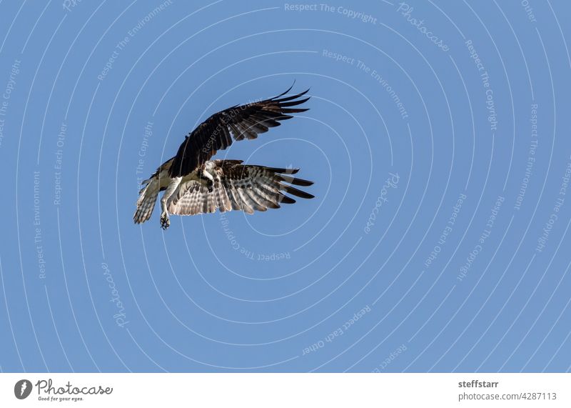 Flying Fischadler Pandion haliaetus Vogel mit gespreizten Flügeln und Krallen aus gegen einen blauen Himmel Seefahrer Greifvogel fliegen Flügelspannweite
