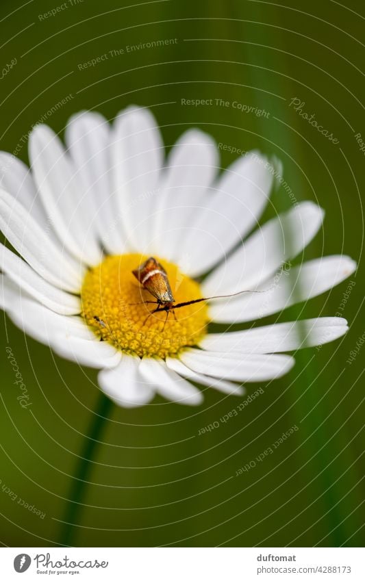 Kleiner Käfer sitzt auf Margareten Blüte Blume Pflanze blühen Natur Garten Blütenstempel grün Insekt Margarite Schwache Tiefenschärfe Blühend Nahaufnahme