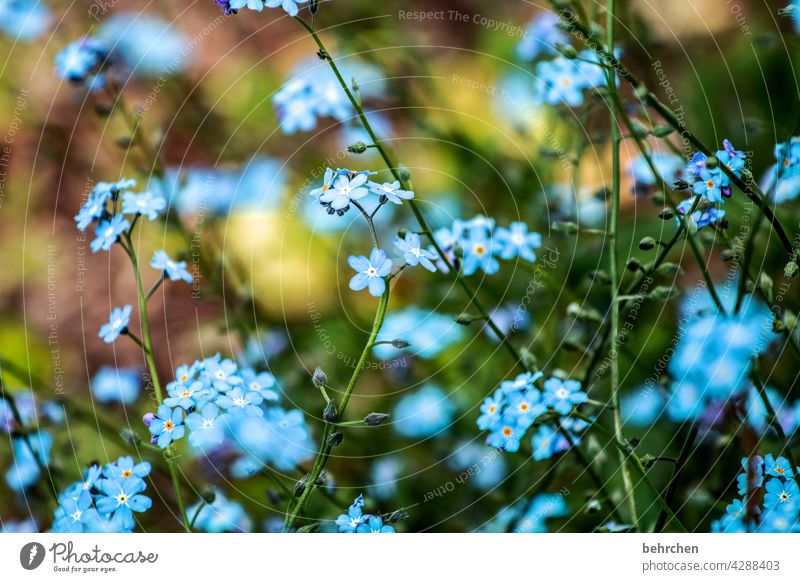 lieblingsblümchen Nahaufnahme Detailaufnahme Tag Licht Wärme zart sommerlich blau Natur Pflanze Frühling Schönes Wetter Vergißmeinnicht Wildpflanze Sommer Blüte