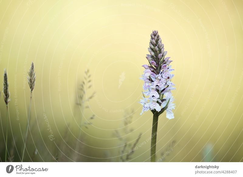 Geflecktes Knabenkraut, Dactylorhiza maculata mit einem hellgelben Hintergrund Natur Blume Textfreiraum Orchidee ohne Menschen Wildblume Sommer Frühling