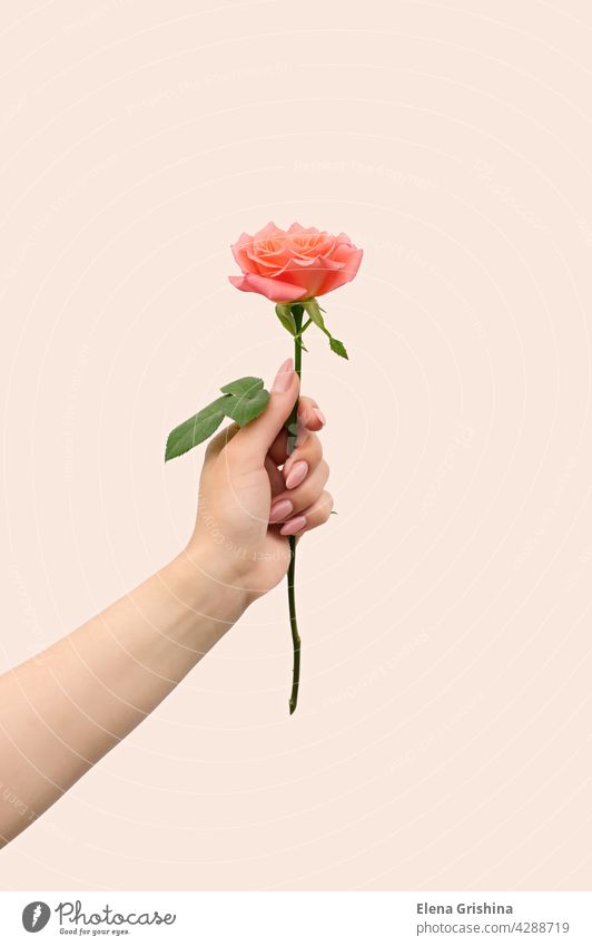 Die Hand einer Frau hält eine blühende rosa Rose. Roséwein Hintergrund Romantik vertikal Maniküre jung Angebot Liebe Überstrahlung Blume Geschenk sehr wenige