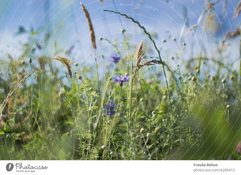 Kornblumen und Gräser im Sonnenlicht vor blauem Himmel violett grün Sommerwiese blauer Himmel wiegen im Wind Gras Wiese Feldrand Natur braun beige Ähren