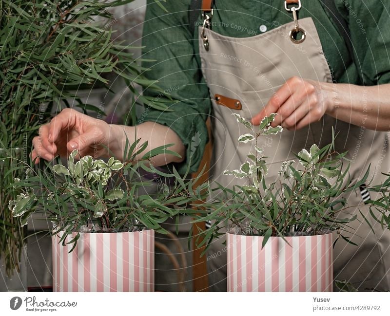 Anmutige weibliche Hände der Floristin machen Geschenksträuße in Hutschachteln. Florist Arbeitsplatz. Kleines Geschäftskonzept. Frontansicht. Blumen und Zubehör