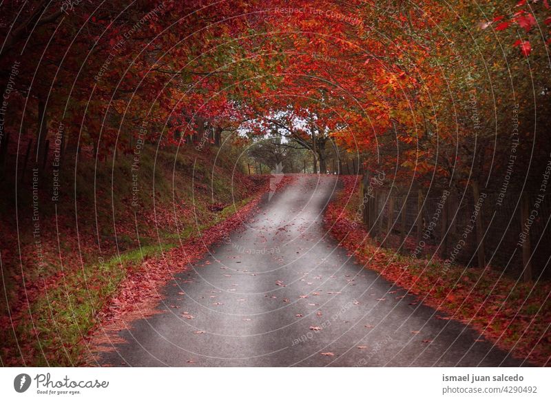 Straße mit brauner und roter Vegetation in der Herbstzeit Weg Wald Bäume gelb Blätter Niederlassungen Berge u. Gebirge Laufsteg hölzern Ländliche Szene Laubwerk